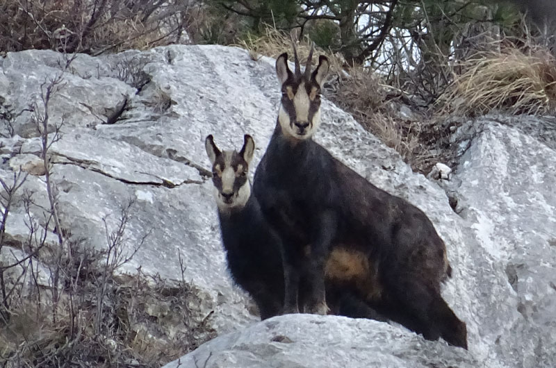 Rupicapra rupicapra.....dal Trentino Alto Adige